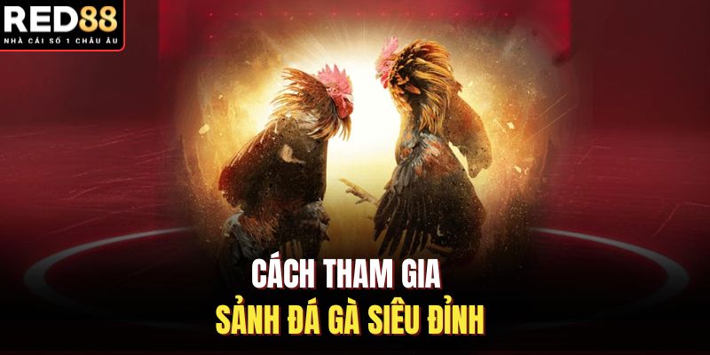 Cách tham gia sảnh đá gà siêu đỉnh