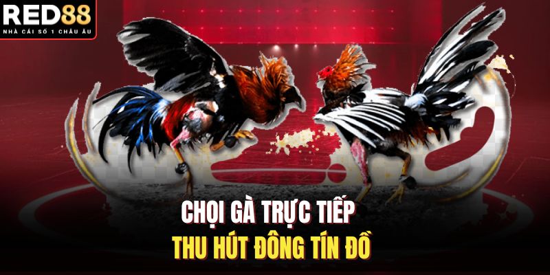 Chọi gà trực tiếp thu hút đông tín đồ