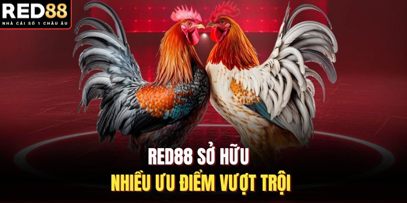 RED88 sở hữu nhiều ưu điểm vượt trội