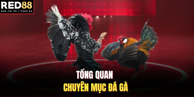 Tổng quan chuyên mục đá gà